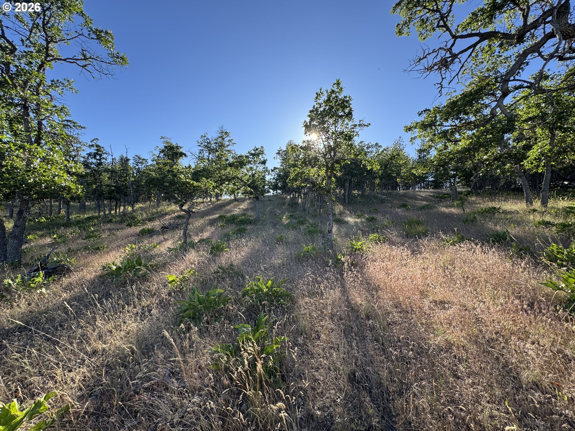 Piney Woods Property Photo 6