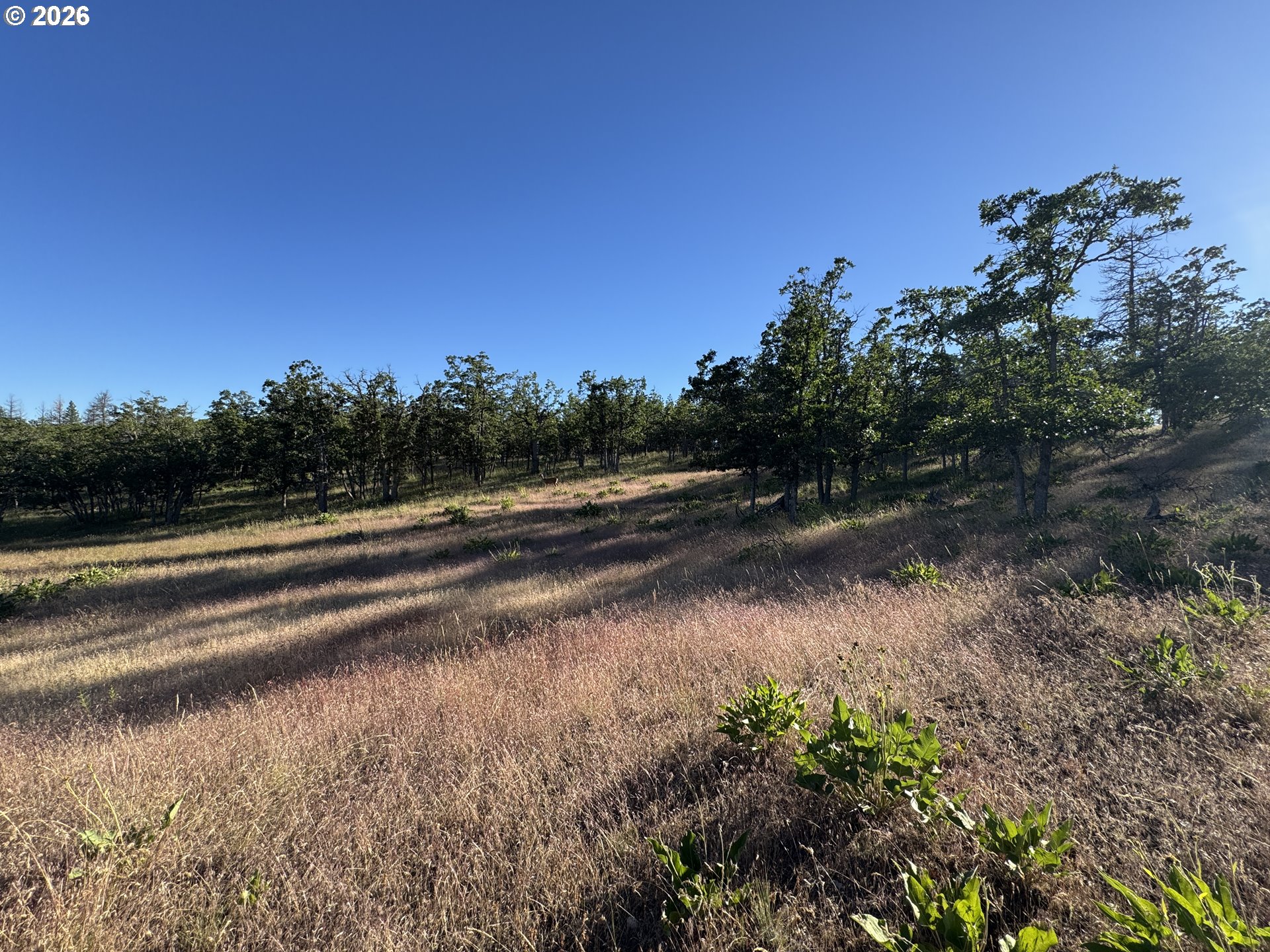 Piney Woods Property Photo 7