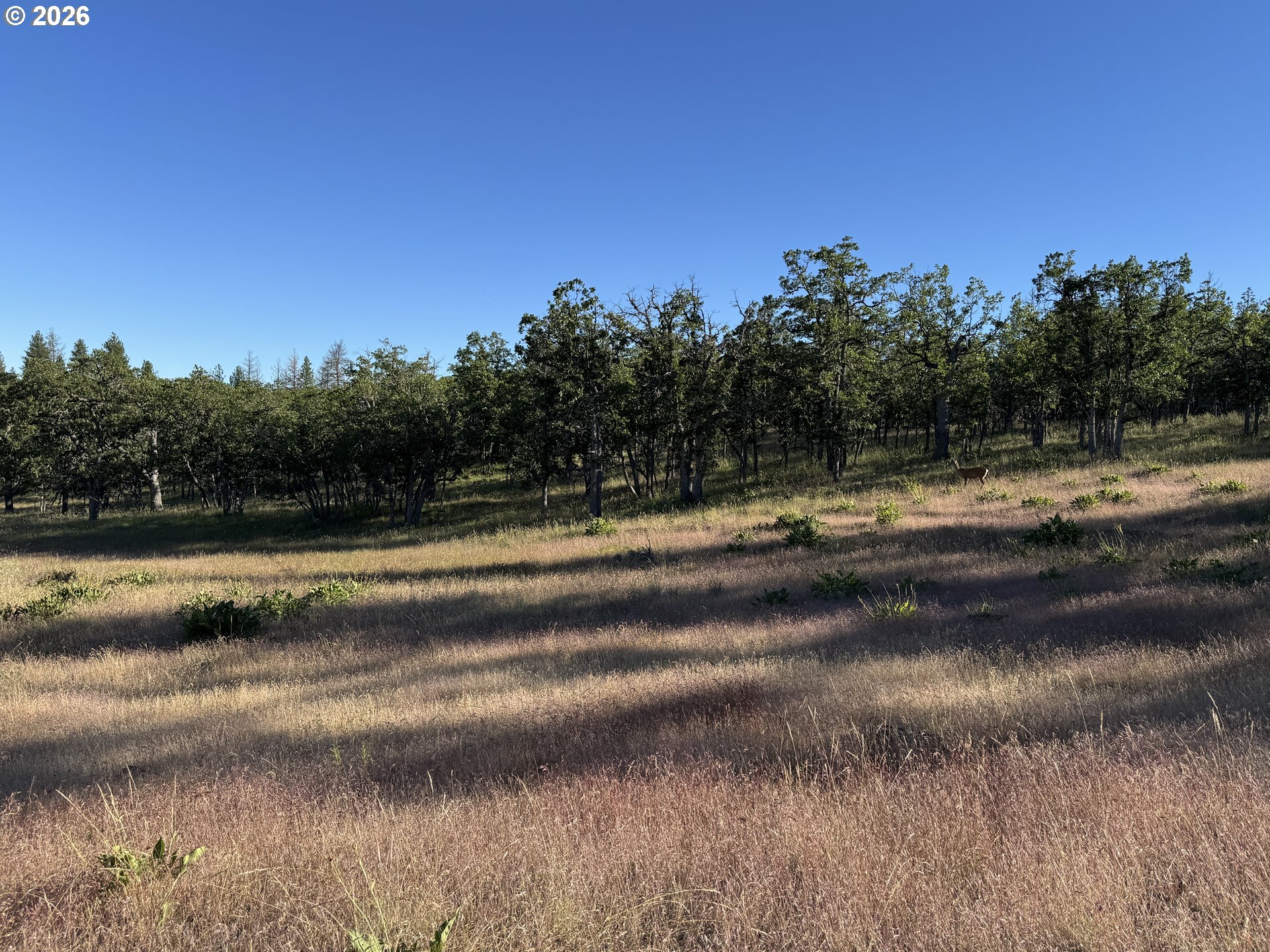 Piney Woods Property Photo 8