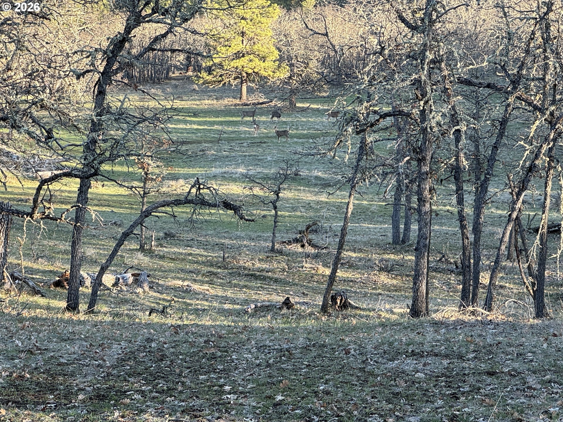 Piney Woods Property Photo 17