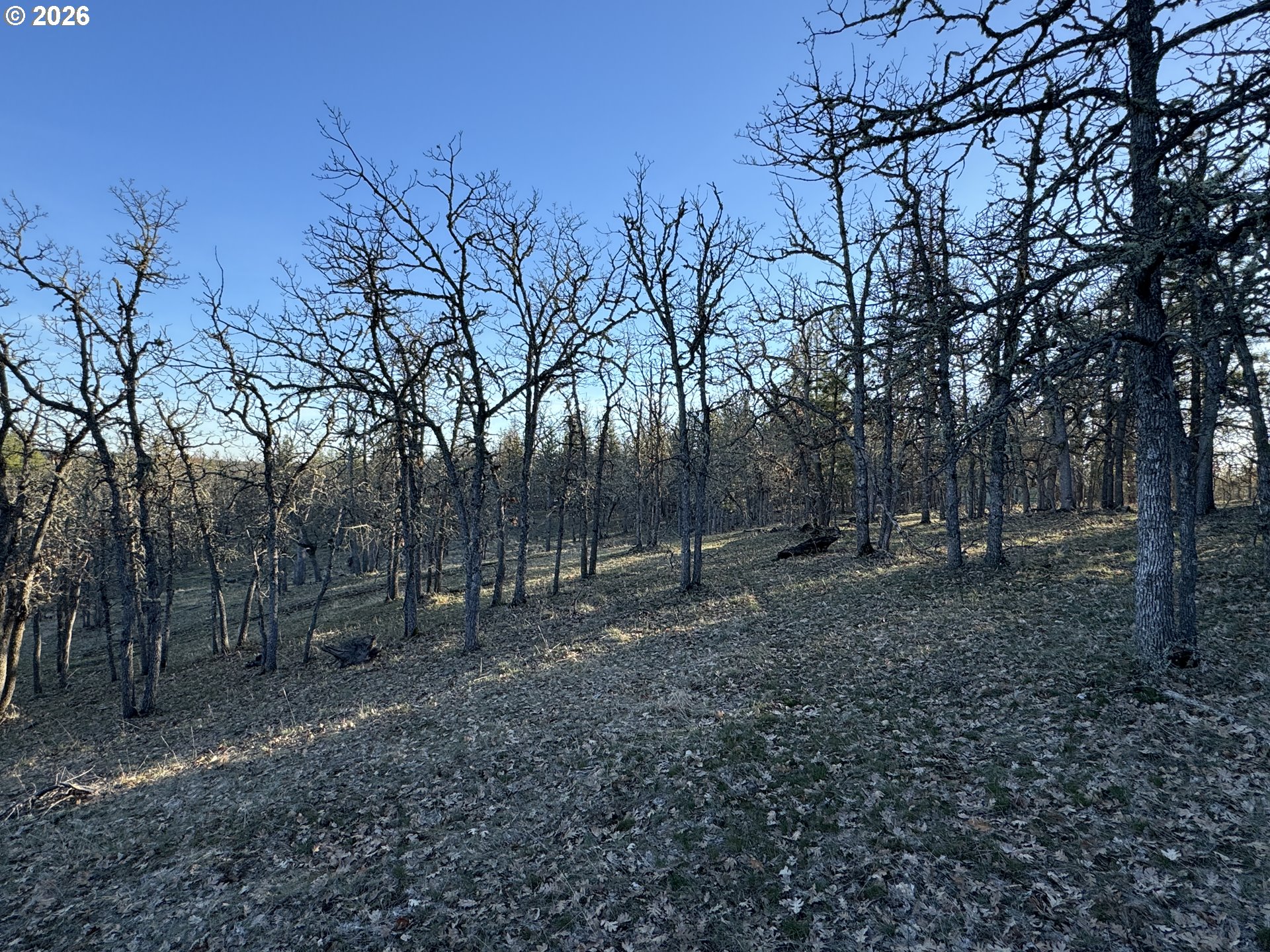 Piney Woods Property Photo 18