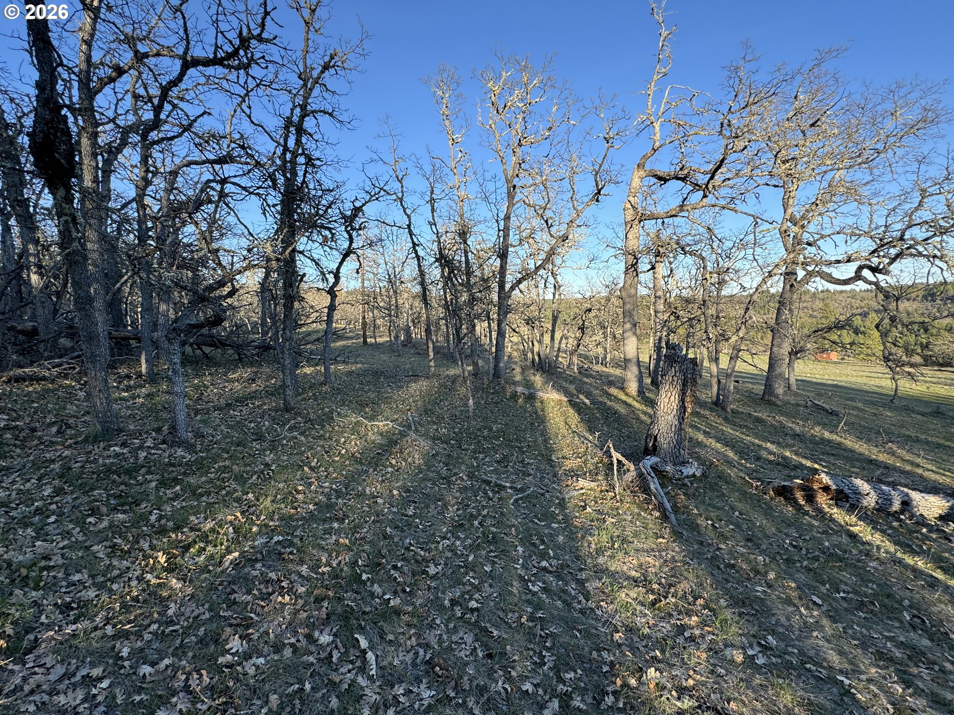 Piney Woods Property Photo 19