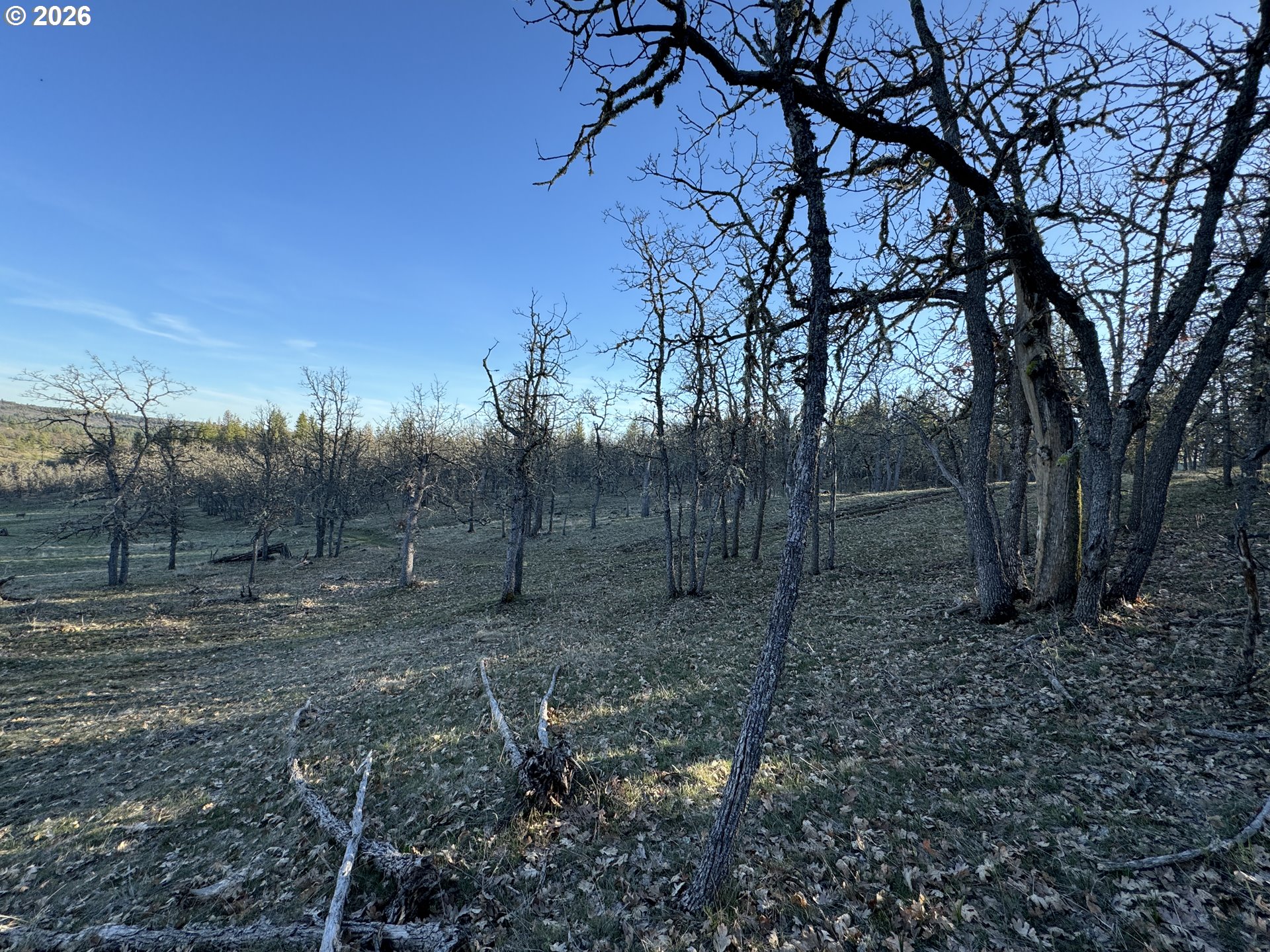 Piney Woods Property Photo 21
