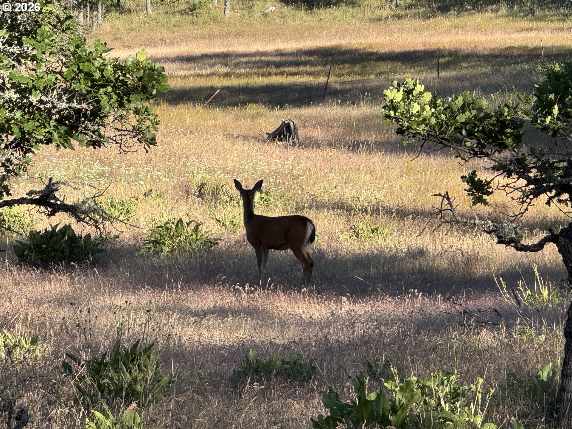 Piney Woods Property Photo 27