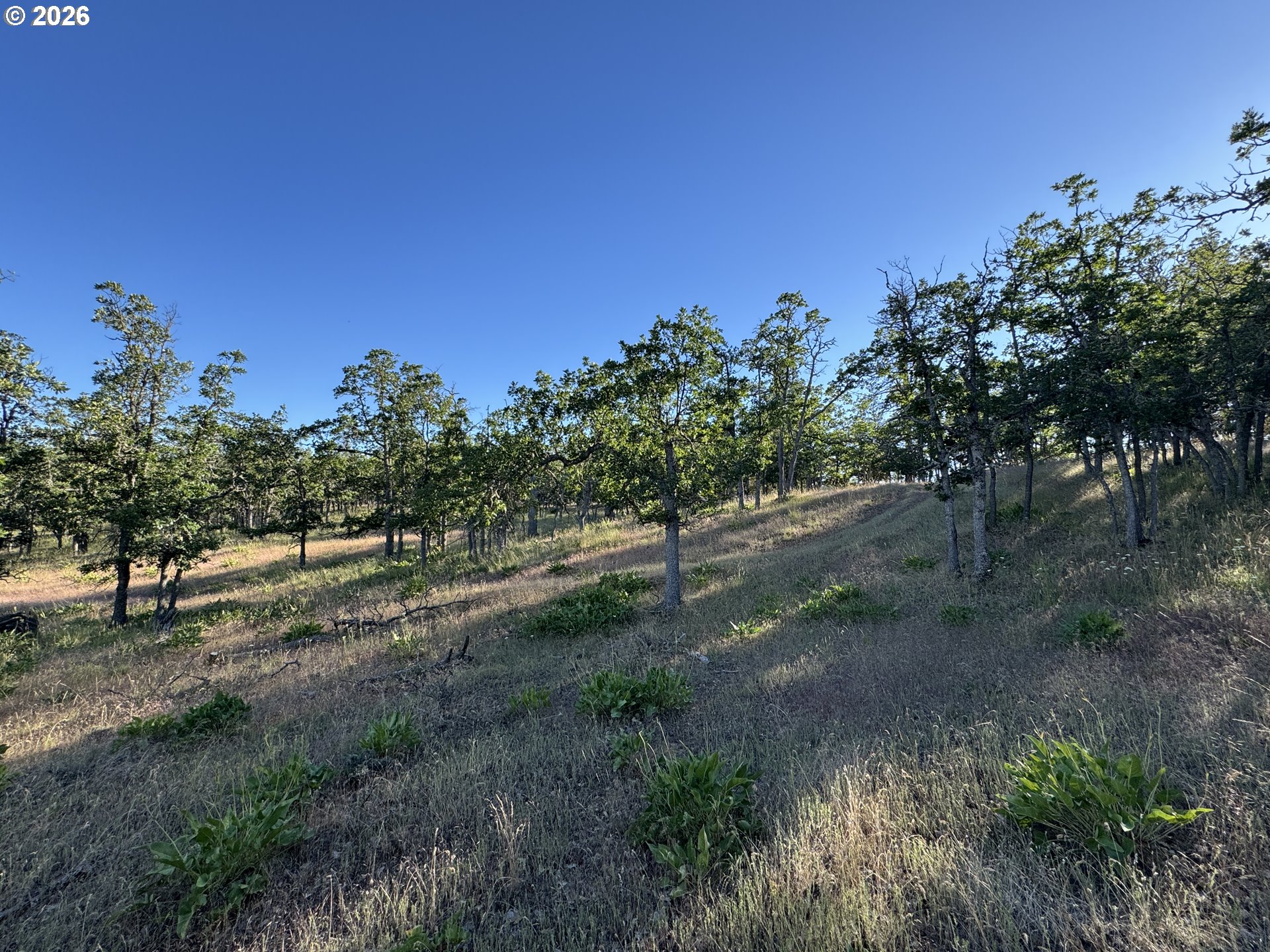 Piney Woods Property Photo 28