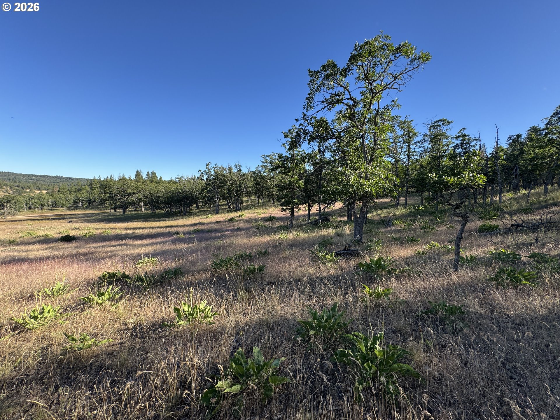 Piney Woods Property Photo 29
