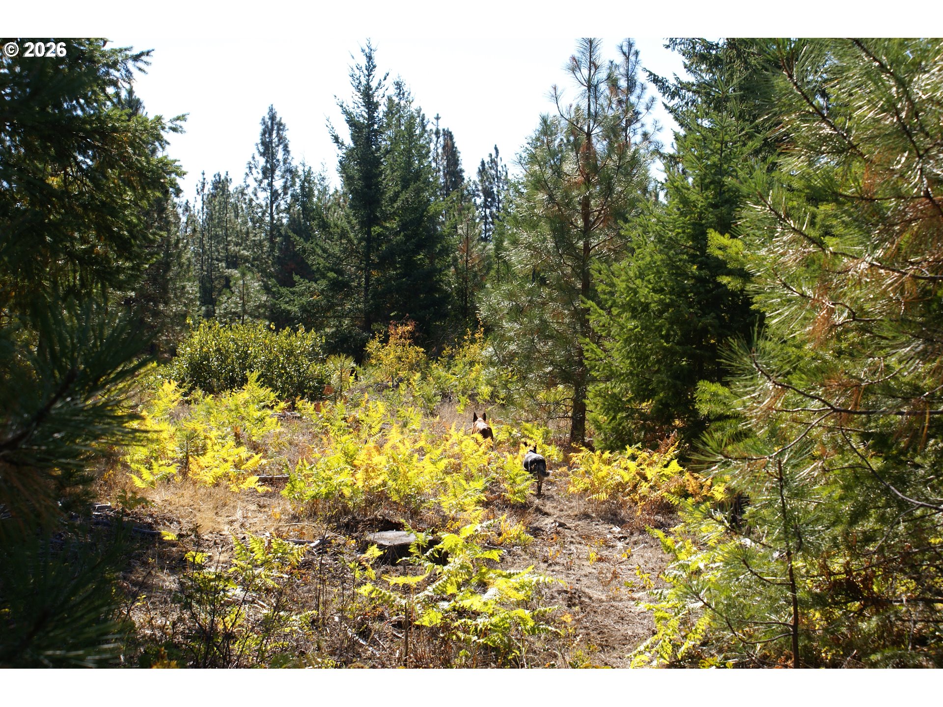 1027 Cedar Valley Rd Property Photo 12