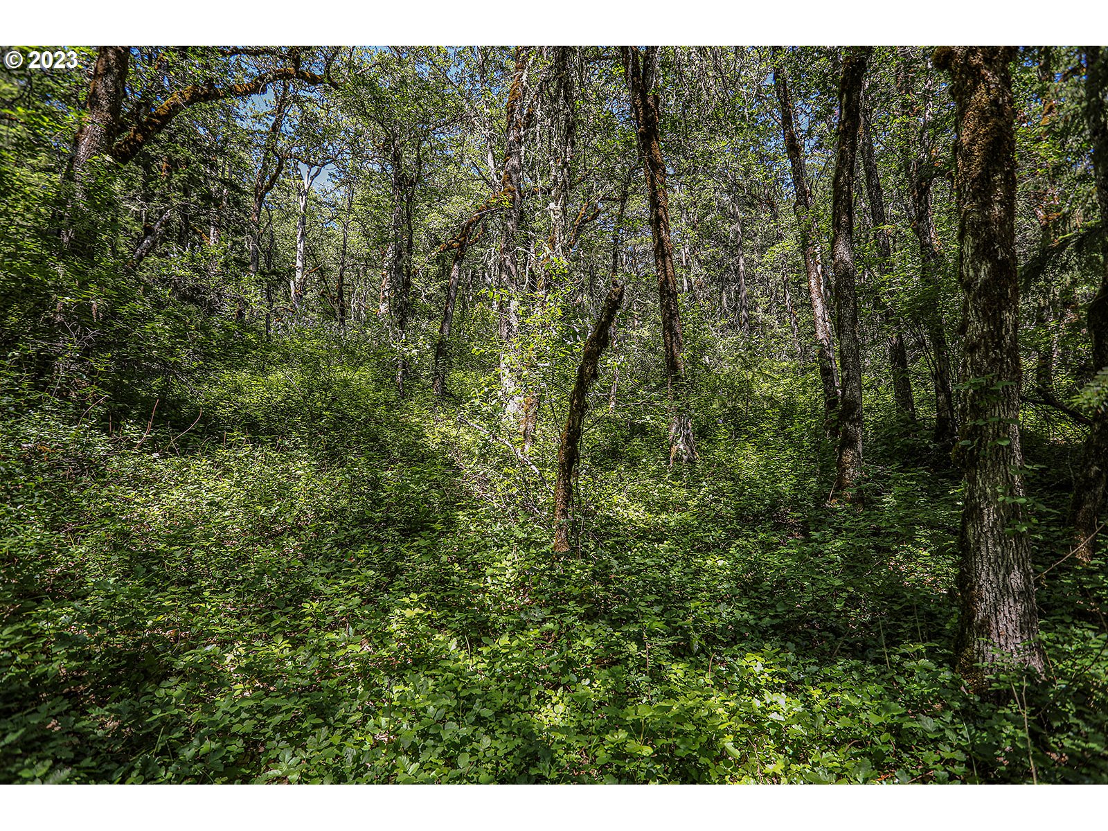Lyons Rd Property Photo 19