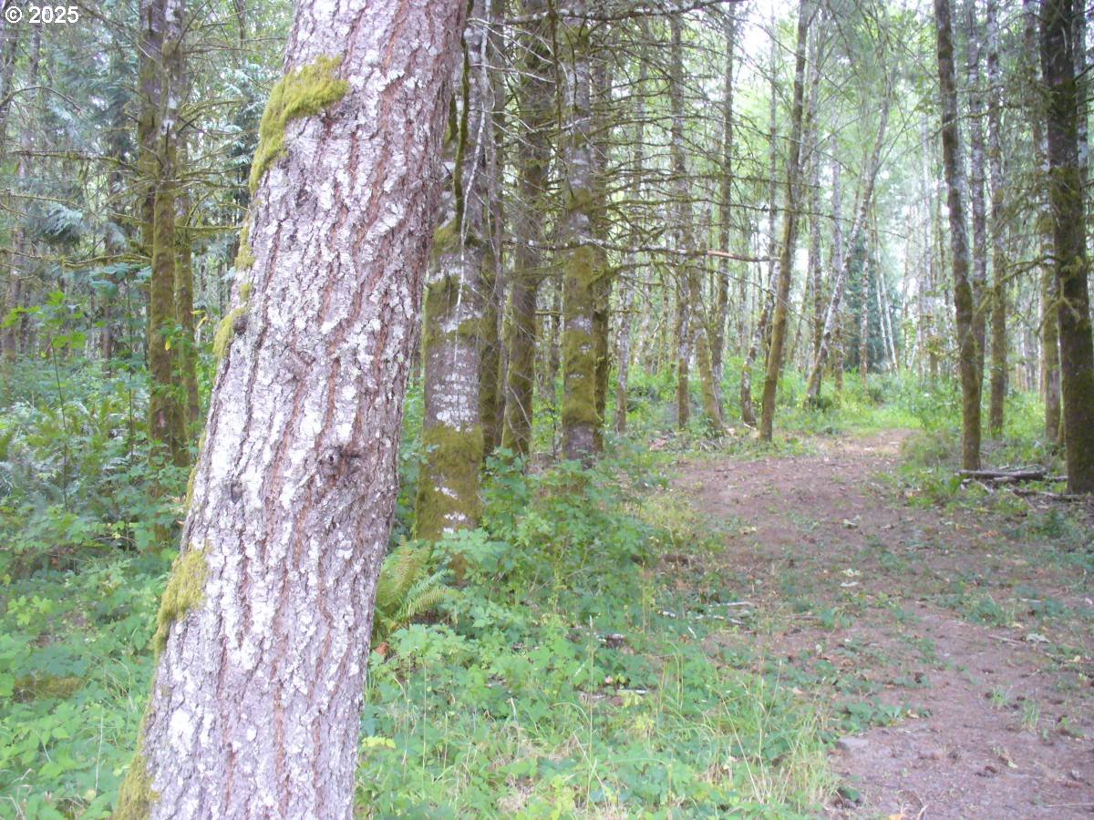 0 Old Rainier Rd Property Photo 3