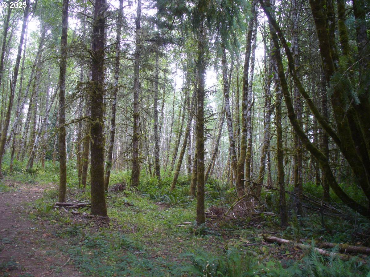 0 Old Rainier Rd Property Photo 4