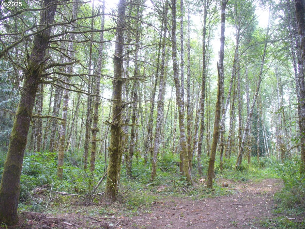 0 Old Rainier Rd Property Photo 5