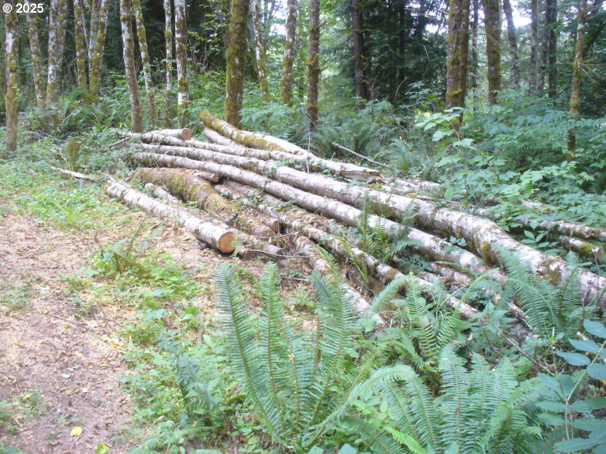 0 Old Rainier Rd Property Photo 6