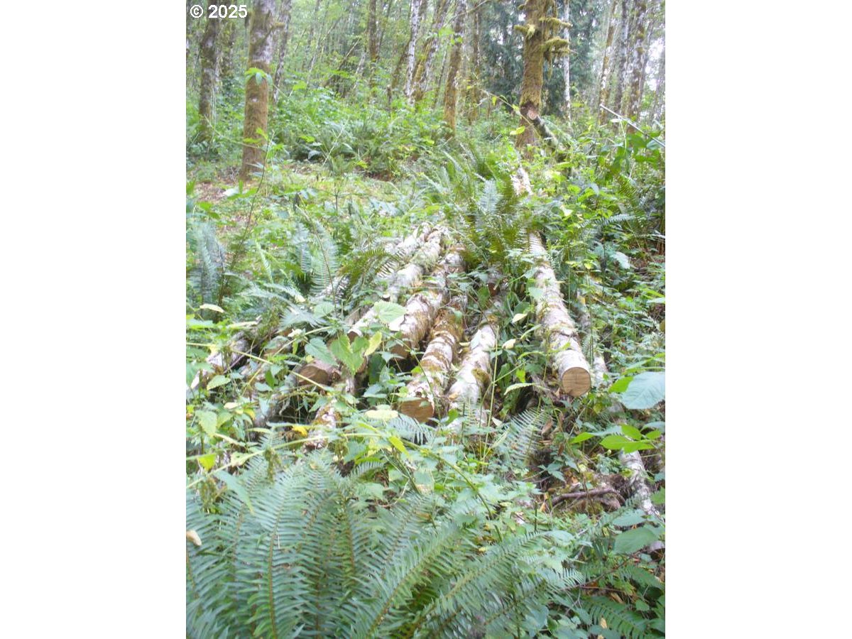 0 Old Rainier Rd Property Photo 8