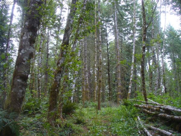 0 Old Rainier Rd Property Photo 9