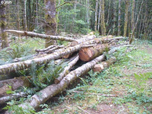 0 Old Rainier Rd Property Photo 11