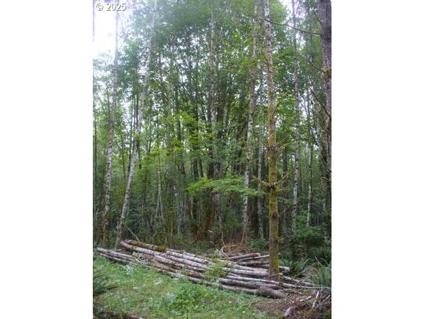 0 Old Rainier Rd Property Photo 13