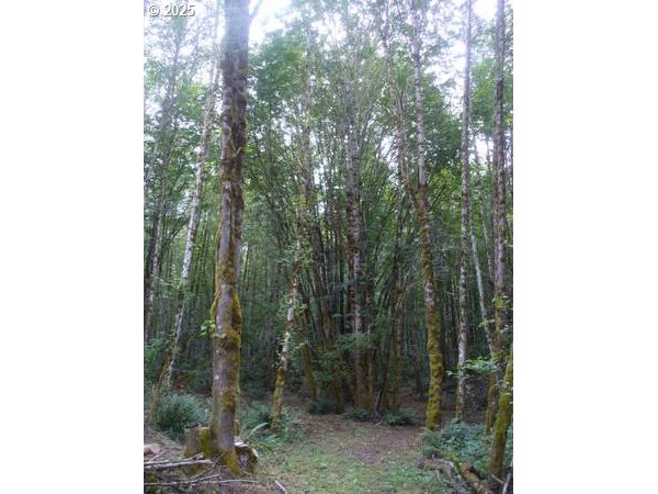 0 Old Rainier Rd Property Photo 14
