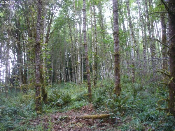 0 Old Rainier Rd Property Photo 18