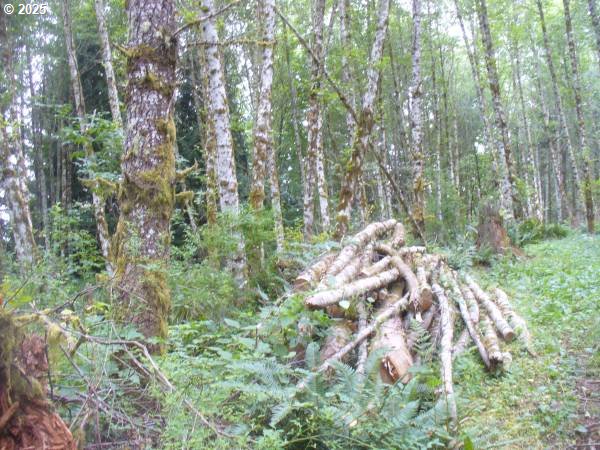 0 Old Rainier Rd Property Photo 19