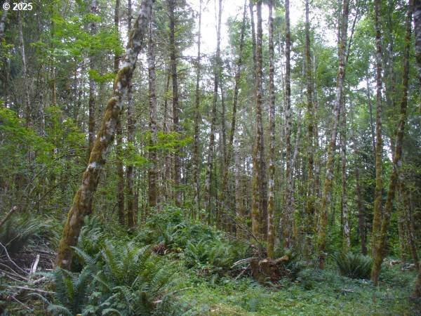 0 Old Rainier Rd Property Photo 20