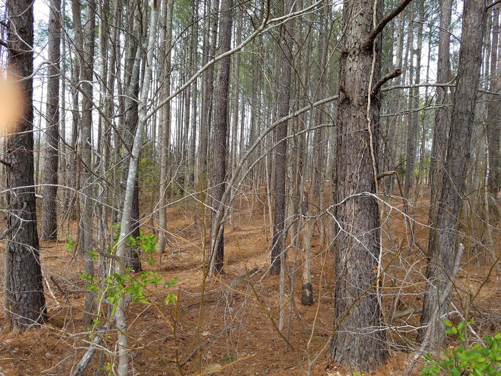 Tbd Highway 903 Property Photo 1