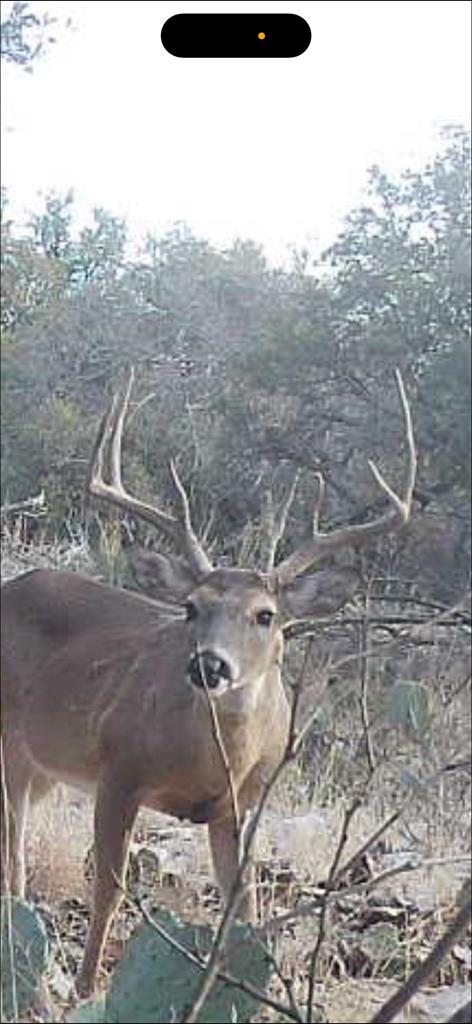 Schleicher County Real Estate Listings Main Image
