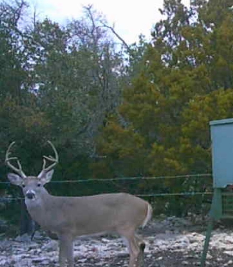 1019 Whitetail Trl 11 Property Photo 15