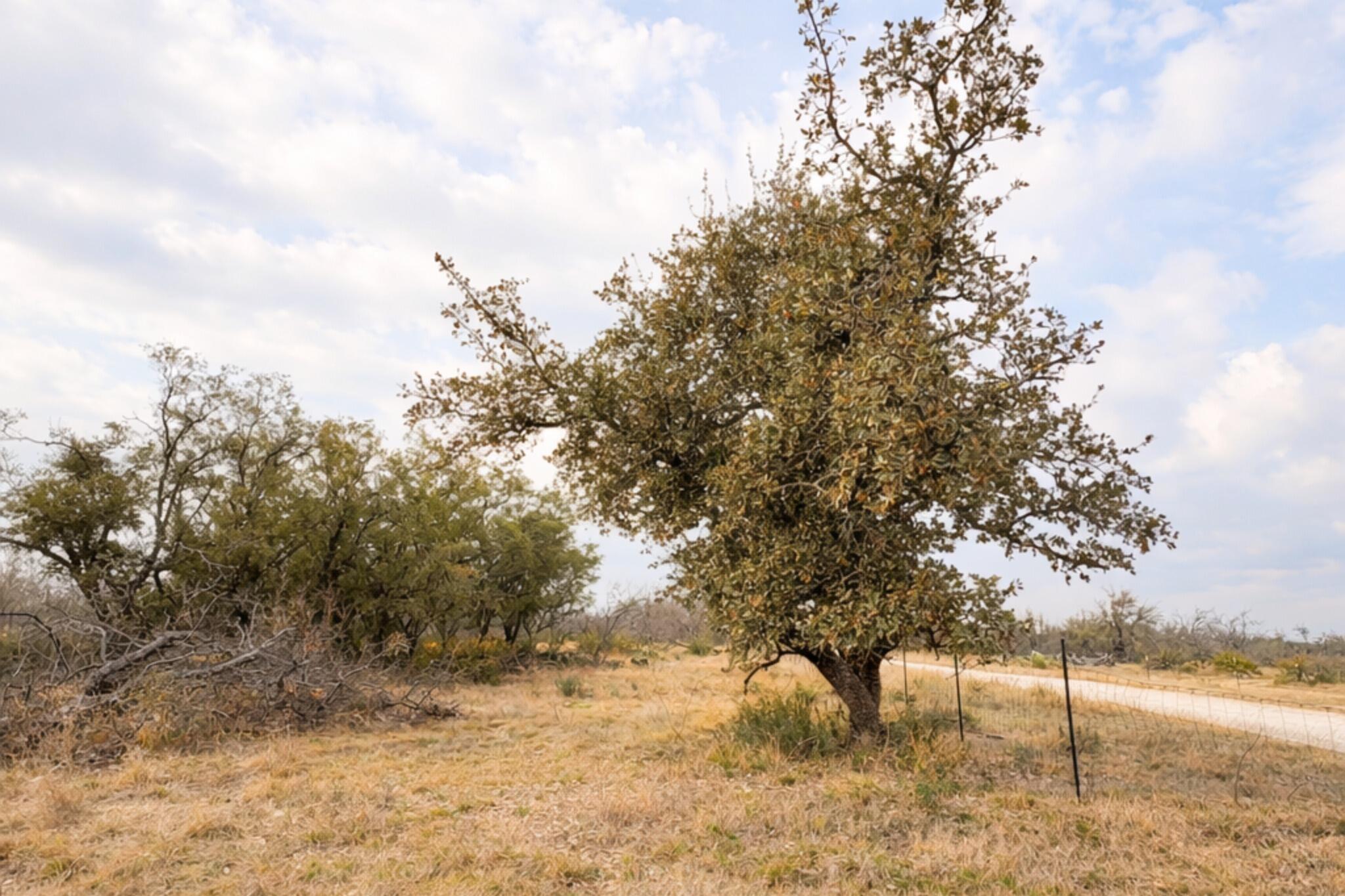 135 Shin Oak Spur Property Photo 1