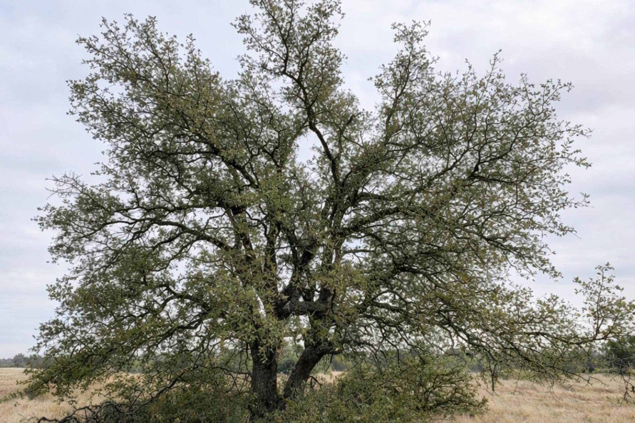 135 Shin Oak Spur Property Photo 3