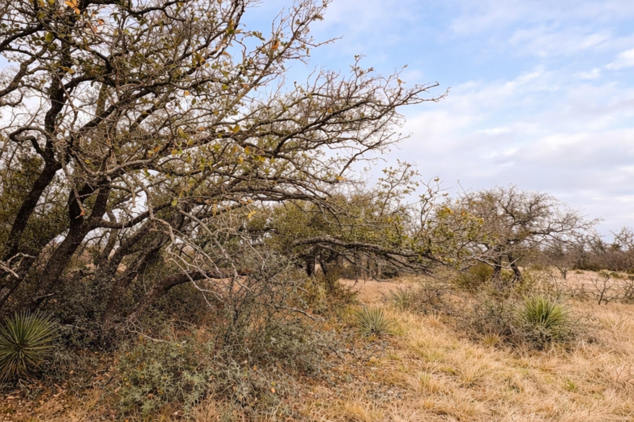 135 Shin Oak Spur Property Photo 8