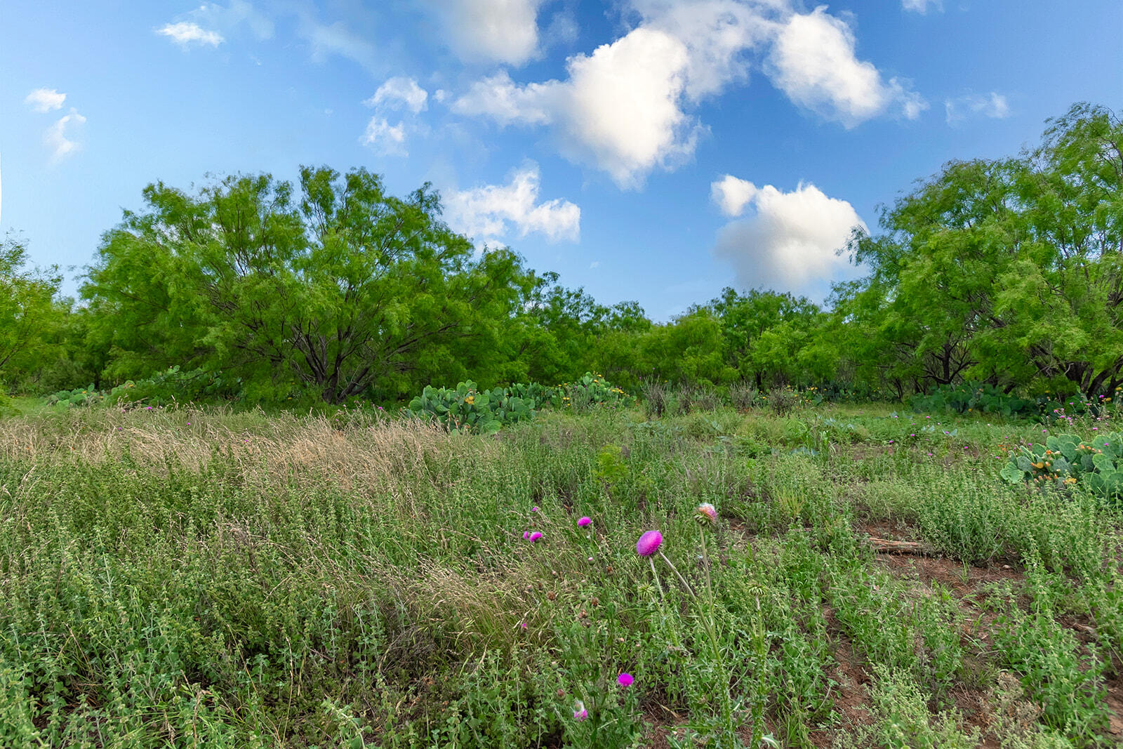4345 N Us Highway 87 Property Photo 34