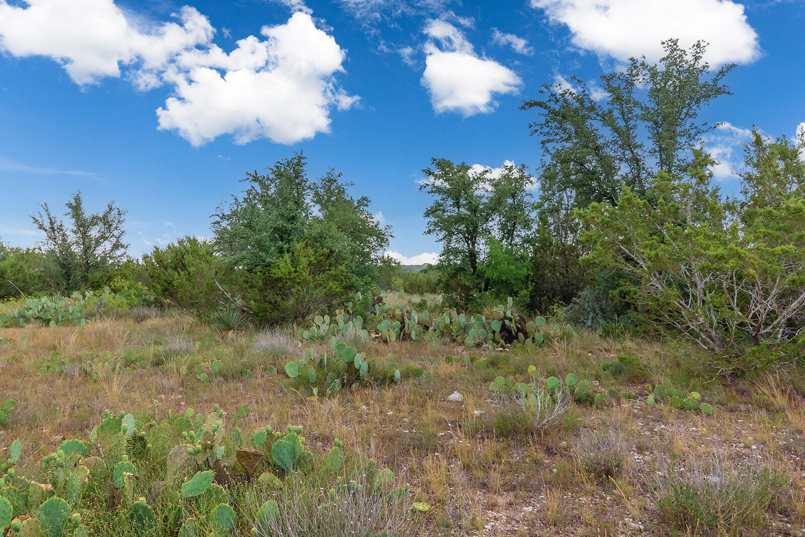 355 Bison Road Property Photo 4