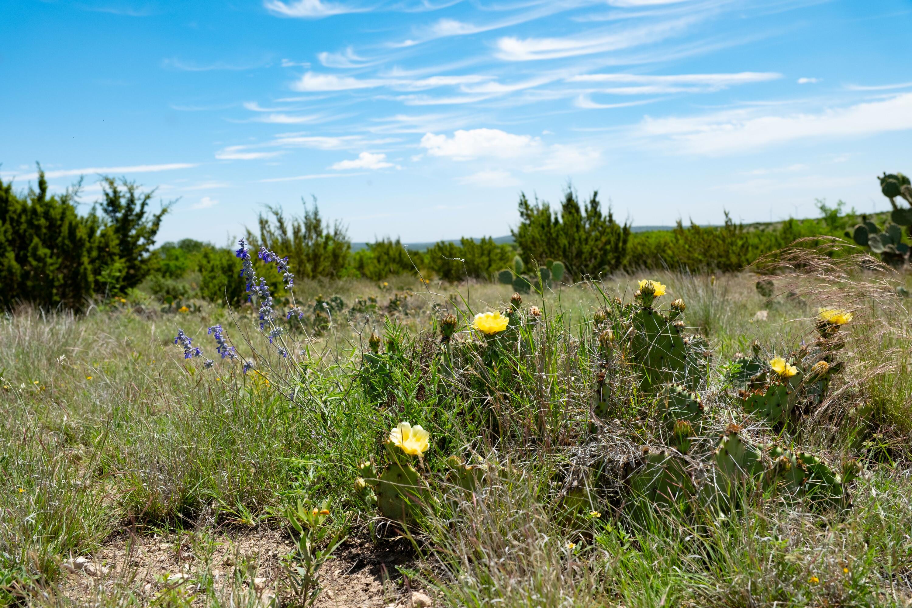9534 Duff Road Property Photo 61