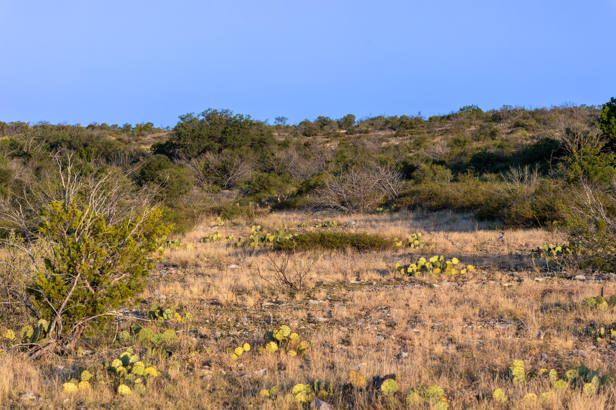 Tbd Windmill Road Property Photo 25