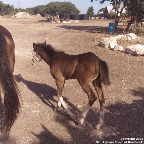 514 Centerfork Rd Property Photo 58