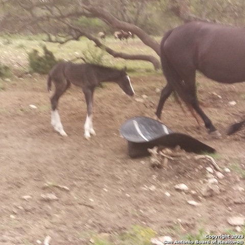 514 Centerfork Rd Property Photo 59