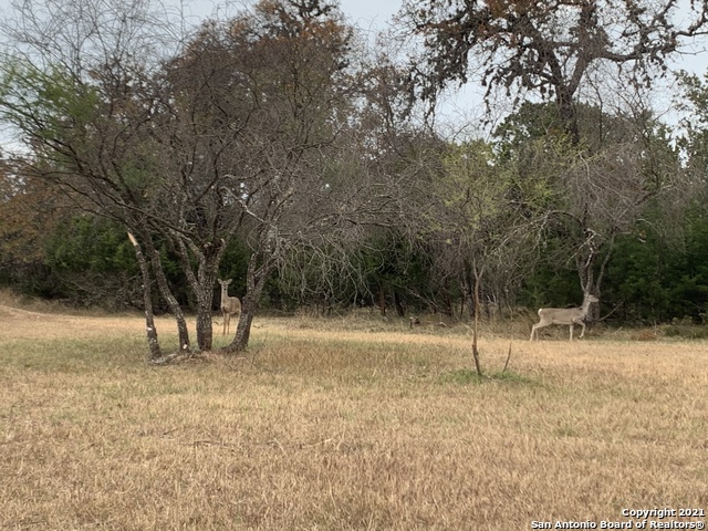 175 Pine Tree Rd Property Photo 36