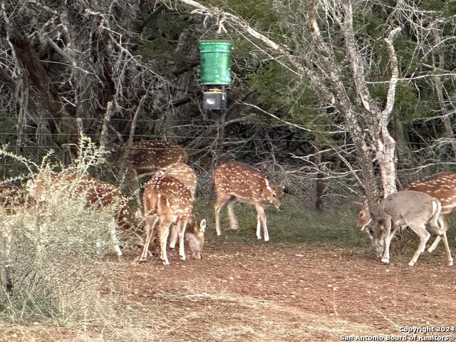 175 Pine Tree Rd Property Photo 37