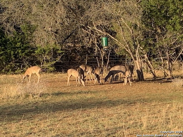 175 Pine Tree Rd Property Photo 38