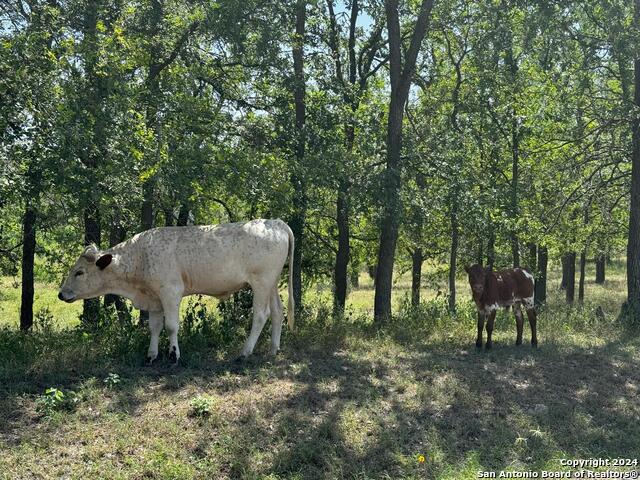 281 Chimney Cove Property Photo 21