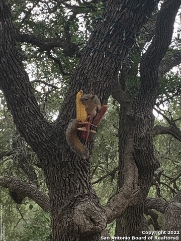 208 Scenic Mountain Dr Property Photo 63