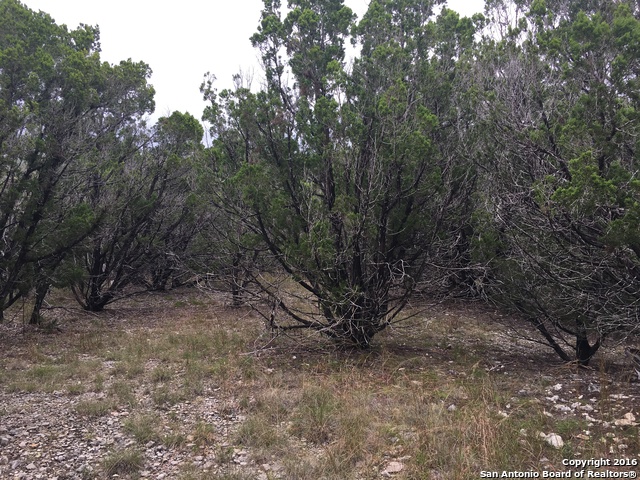 1557 Primrose Path Property Photo 26