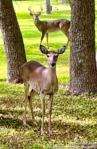 8651 Bindseil Ln Property Photo 47