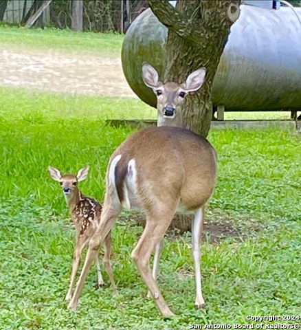 8651 Bindseil Ln Property Photo 50