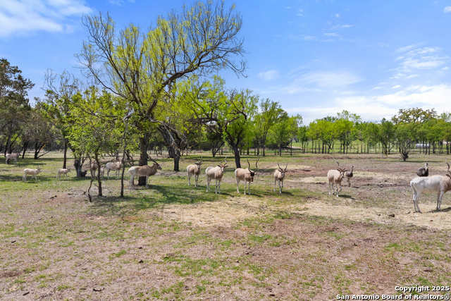 10900 Ranch Road 1323 Property Photo 61