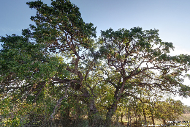 1913 Luna Street Property Photo 35