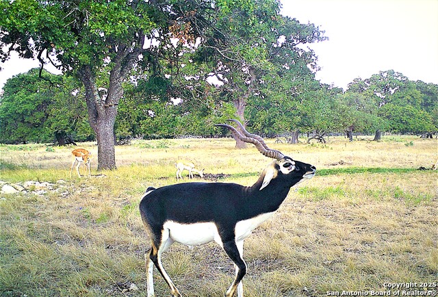 510 Dead End Rd. Property Photo 7