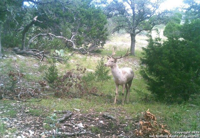 14910 Bullhead Rd Property Photo 45