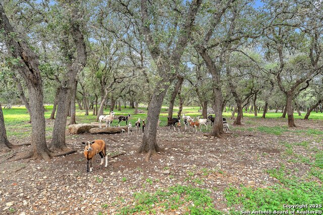 11650 Sunset Ranch Property Photo 77