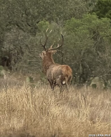 1 Utopia Forest Property Photo 2
